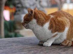 -上海观复博物馆