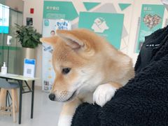 -谐和贝康宠物医院24小时·宠保定点(急重症转诊中心)