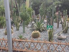 -东莞市大岭山森林公园