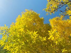 -大兴滨河森林公园