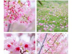 -福建鲤鱼洲酒店