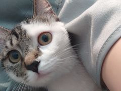 -瑞派·关忠动物医院·猫专科·犬专科(三环新城店)