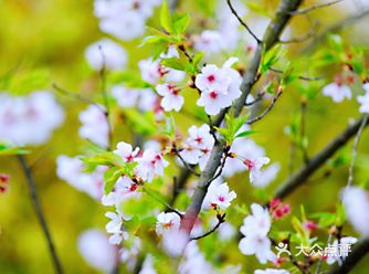 赏心悦目、百看不厌的百花园