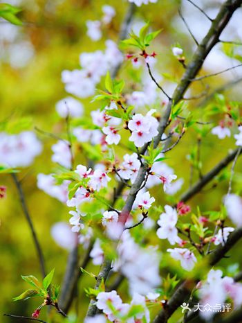 赏心悦目、百看不厌的百花园