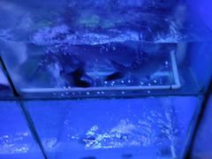 -彼酷哩活鱼现烤(中原万达店)