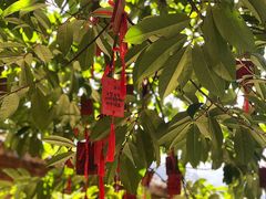 -武陵山森林公园