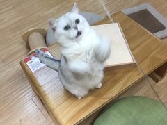 -猫和宫(六道口店)