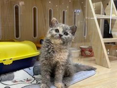 -momokira米努特·德文卷毛猫·棉花面纱犬