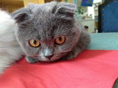 -鼓捣猫呢主题猫咖店