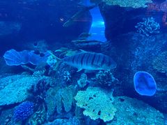 -迪拜水族馆及水下动物园