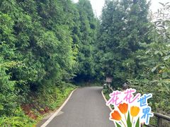 -武陵山森林公园