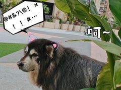 -more than meow吴止猫主题餐厅(承德 中船汇店)