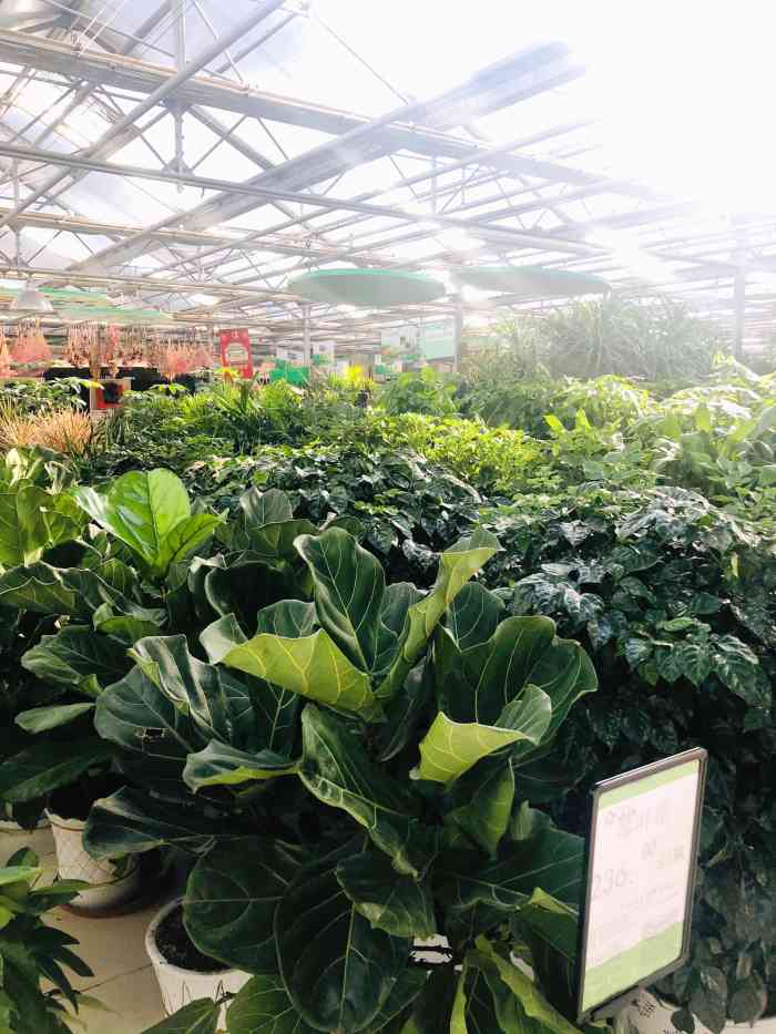 世纪奥桥花卉园艺超市停车场