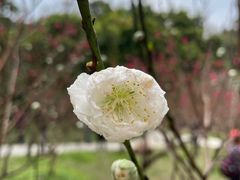-桃花涧