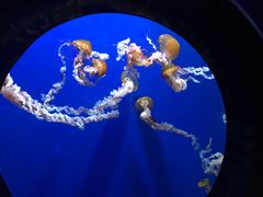 -成都浩海立方海洋公园