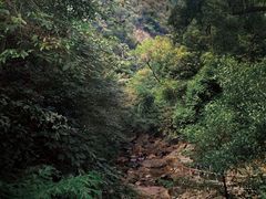 -鼎湖山风景区