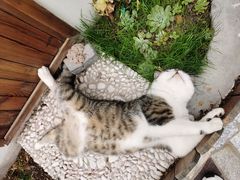 -喵屿·大理花园猫咖