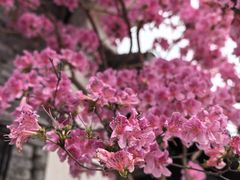 -青果巷历史文化街区