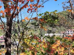 -黄椅山火山森林公园