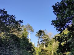 -西双版纳原始森林公园