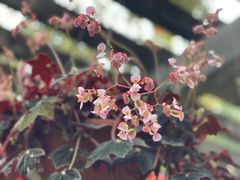 -深圳仙湖植物园