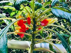 -新加坡植物园