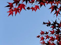 -中国茶叶博物馆(双峰馆区)