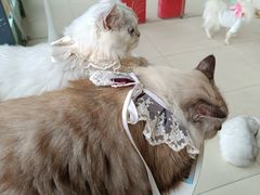 -怪兽屋·羊驼·猫咖·狗咖(俊华广场店)