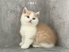-小猫来了·猫舍(红山六九七九店)
