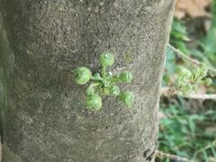-羚羊峡古栈道森林公园