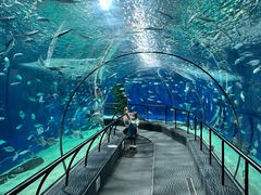 -上海海洋水族馆