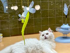 -帕帕拉兹宠物(亚洲旗舰店)