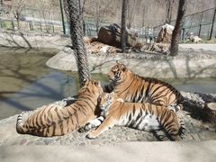 -栾川竹海野生动物园