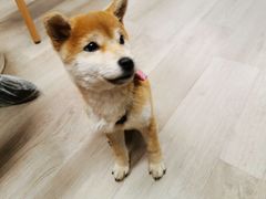 -柴迷FANS CLUB·柴犬狗咖·猫咖