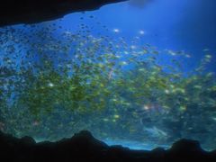 -芜湖新华联大白鲸海洋公园