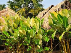 -中国科学院西双版纳热带植物园