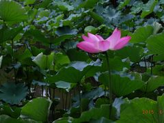 -四川大学(华西校区)