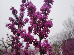 -泰丰公园