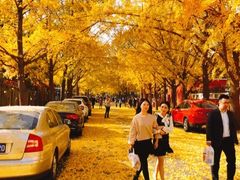 -三里屯东五街银杏大道