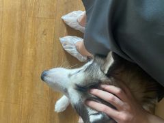 -Husky Go! 哈士奇体验馆·宠物咖啡厅狗咖