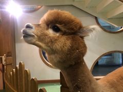 -藦茜花园宠物主题亲子互动体验馆(国顺东路店)