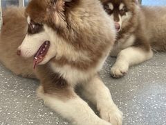 -Let's go狗咖·猫咖·奶狗·桌游(春熙路IFS店)