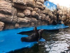 -华夏文旅海洋公园