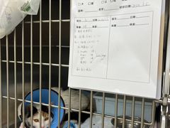 -心语宠物医院·急重症转诊中心·瑞辰华诺(南青路店)