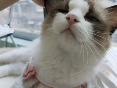 -怪兽屋·羊驼·猫咖·狗咖(俊华广场店)