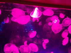-陳香貴·兰州牛肉面(上海长风大悦城店)