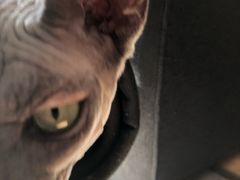 -猫大福·Fortune Cat猫舍(百子湾店)