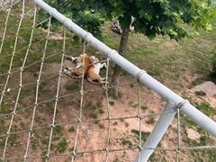 -西霞口神雕山野生动物世界