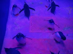 -暹罗海洋世界
