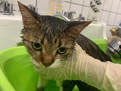 -BABIT巴比特宠物(MOMOPARK店)